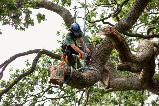 Best Tree and Shrub Care  in Allentown, NJ