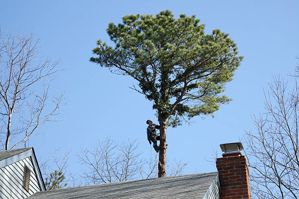 Leaf Removal in Allentown, NJ